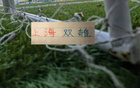 上海双雄6月全胜！海港全华班还是五外援都赢球