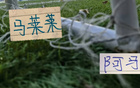 马莱莱跟阿马杜 社交晒球衣留念 2024曾联手创造申花单赛季最高积分