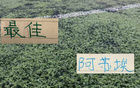 第24轮非官方评选 申花阿苏埃拿下MVP 布尼亚明破北京国安防线斩获最佳进球